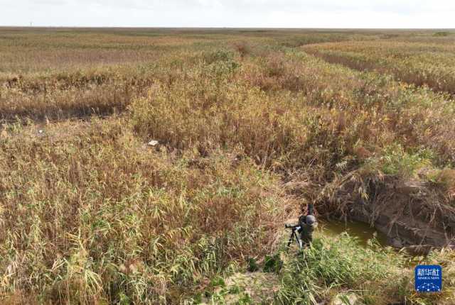 新华全媒＋丨江苏盐城：湿地珍禽守护人