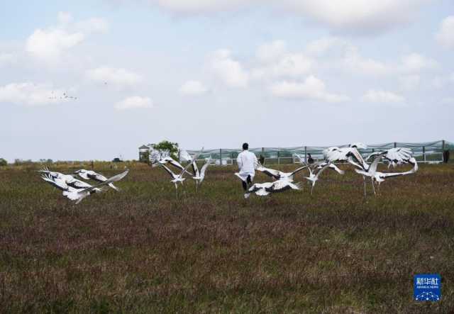 新华全媒＋丨江苏盐城：湿地珍禽守护人