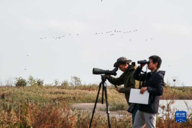新华全媒＋丨江苏盐城：湿地珍禽守护人