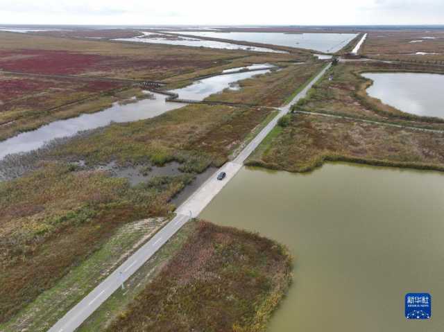 新华全媒＋丨江苏盐城：湿地珍禽守护人