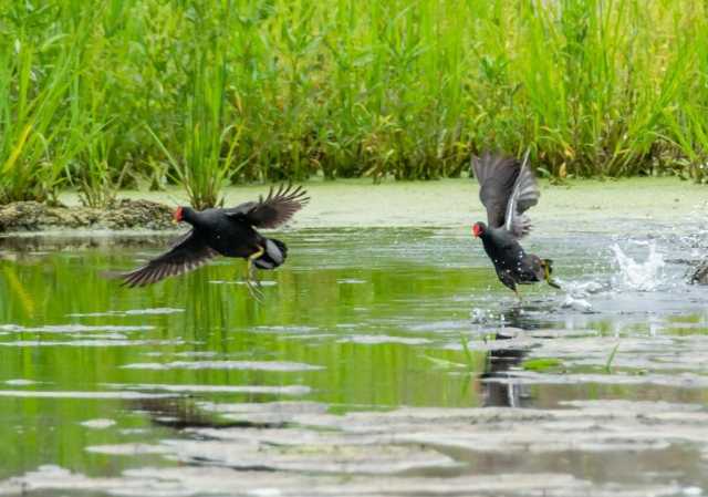 新华全媒+|昔日水草难长 今朝候鸟翔集——冀北老矿区湿地生态修复见闻 新华全媒+|昔日水草难长 今朝候鸟翔集——冀北老矿区湿地生态修复见闻