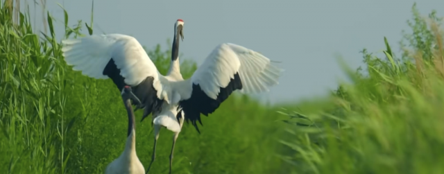 微视频丨共生之美 微视频丨共生之美