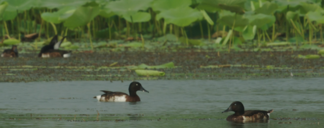 微视频丨共生之美 微视频丨共生之美