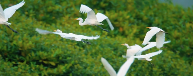 微视频丨共生之美 微视频丨共生之美