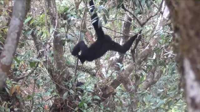 新华视点｜守护无量山西黑冠长臂猿