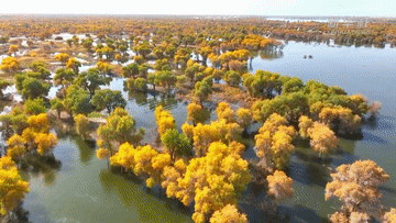 新华全媒+|新疆罗布淖尔湿地:百鸟翔集美景如画 新华全媒+|新疆罗布淖尔湿地:百鸟翔集美景如画