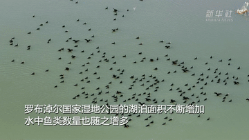 新华全媒+|新疆罗布淖尔湿地:百鸟翔集美景如画 新华全媒+|新疆罗布淖尔湿地:百鸟翔集美景如画