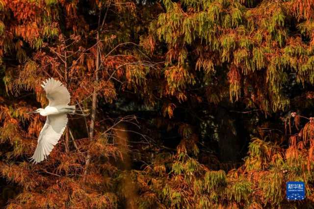 大美湿地城市丨常熟 大美湿地城市丨常熟