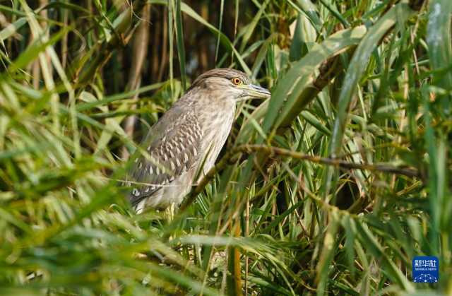 大美湿地城市丨常熟 大美湿地城市丨常熟