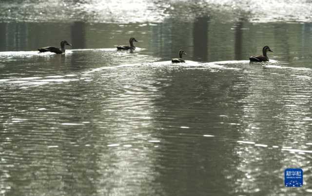 大美湿地城市丨常熟 大美湿地城市丨常熟