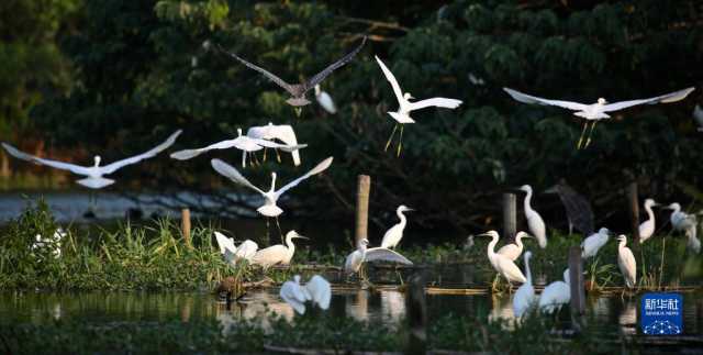大美湿地城市丨常熟 大美湿地城市丨常熟