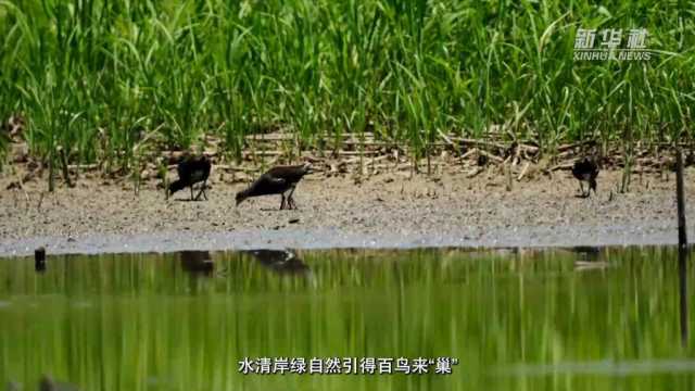 感受发展新脉动|直击巢湖生态之变 感受发展新脉动|直击巢湖生态之变