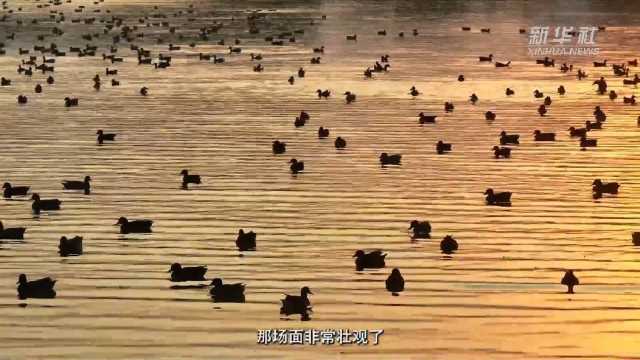 感受发展新脉动|直击巢湖生态之变 感受发展新脉动|直击巢湖生态之变