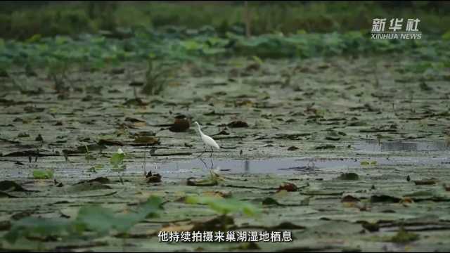 感受发展新脉动|直击巢湖生态之变 感受发展新脉动|直击巢湖生态之变