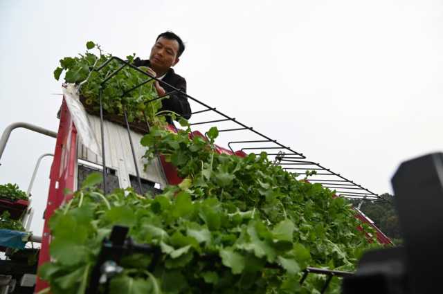 冬闲田里农事忙——来自长江流域部分省份油菜耕种现场的报告 冬闲田里农事忙——来自长江流域部分省份油菜耕种现场的报告