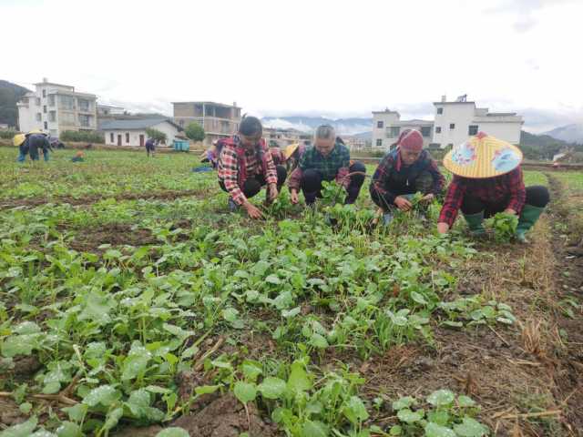 冬闲田里农事忙——来自长江流域部分省份油菜耕种现场的报告 冬闲田里农事忙——来自长江流域部分省份油菜耕种现场的报告