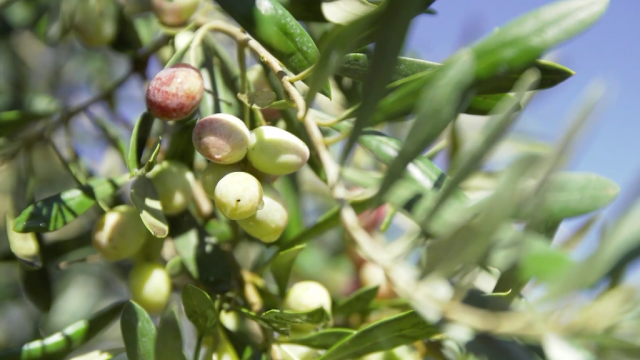 踔厉奋发向未来·二十大精神在基层丨甘肃陇南:产业振兴 山里生金 踔厉奋发向未来·二十大精神在基层丨甘肃陇南:产业振兴 山里生金