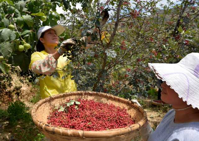 踔厉奋发向未来·二十大精神在基层丨甘肃陇南:产业振兴 山里生金 踔厉奋发向未来·二十大精神在基层丨甘肃陇南:产业振兴 山里生金