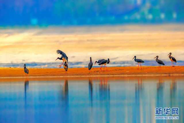 聚焦高质量发展丨人鸟和谐 武汉江心岛变生态乐园 聚焦高质量发展丨人鸟和谐 武汉江心岛变生态乐园