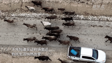 新华全媒+｜新疆昭苏：千年牧道见证转场新变化