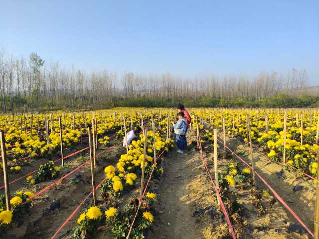 新华全媒+|“产业起来了,增收渠道就宽了”——安徽多地乡村特色产业发展直击 新华全媒+|“产业起来了,增收渠道就宽了”——安徽多地乡村特色产业发展直击