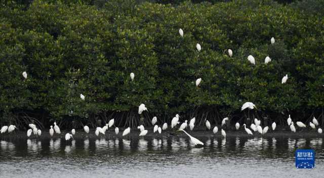 大美湿地城市丨海口