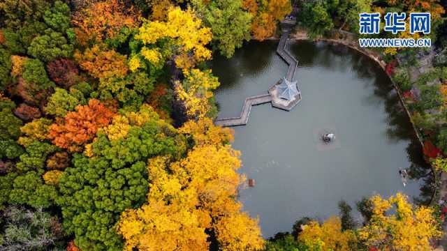 【“飞阅”中国】层林尽染 栖霞胜景宛若彩绘 【“飞阅”中国】层林尽染 栖霞胜景宛若彩绘