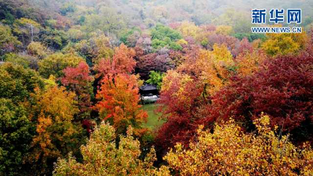 【“飞阅”中国】层林尽染 栖霞胜景宛若彩绘 【“飞阅”中国】层林尽染 栖霞胜景宛若彩绘