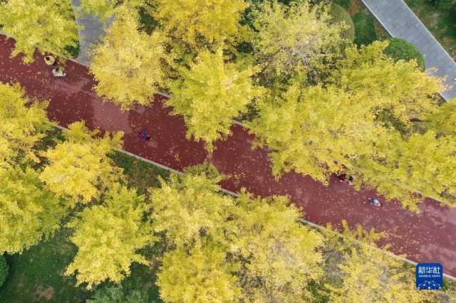 初冬时节彩叶斑斓