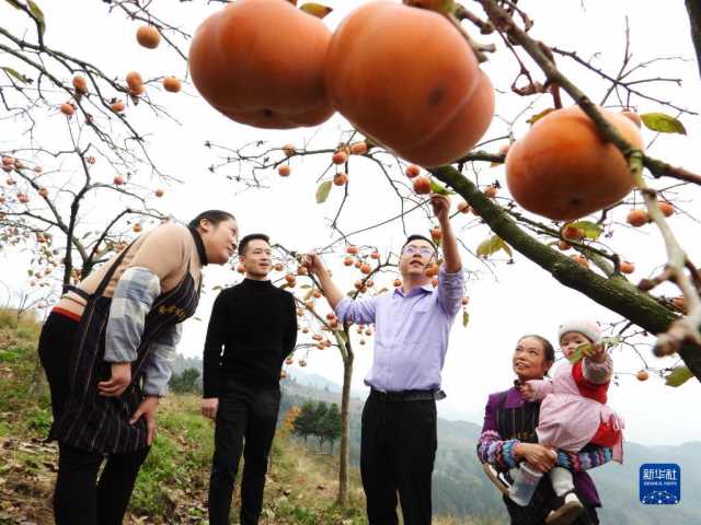 小雪近 农事忙 小雪近 农事忙