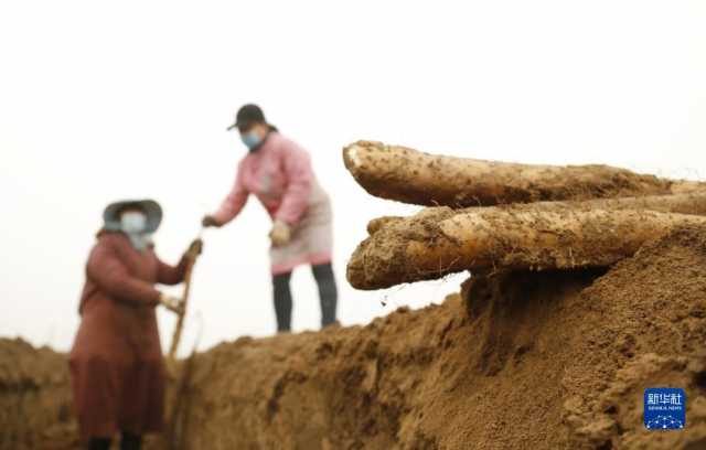 小雪近 农事忙 小雪近 农事忙