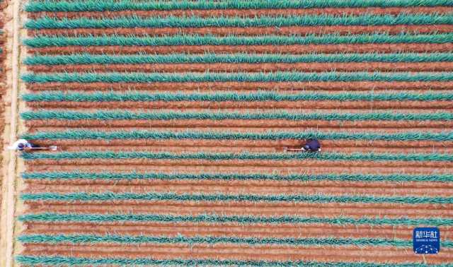 小雪近 农事忙 小雪近 农事忙