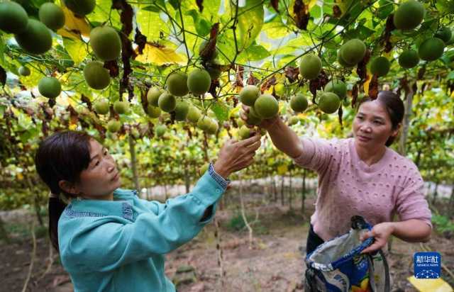 小雪近 农事忙 小雪近 农事忙