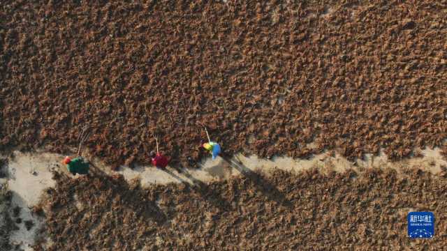 小雪近 农事忙 小雪近 农事忙