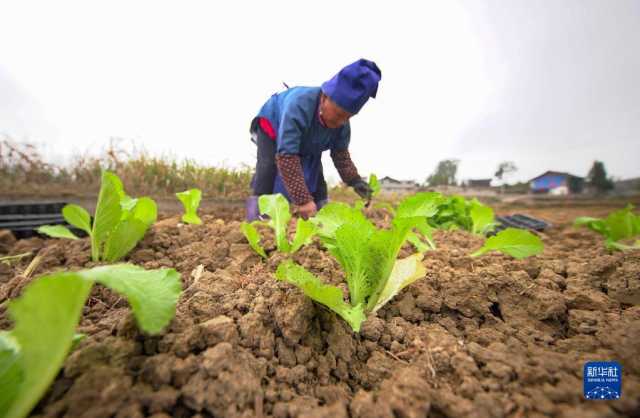 小雪近 农事忙 小雪近 农事忙