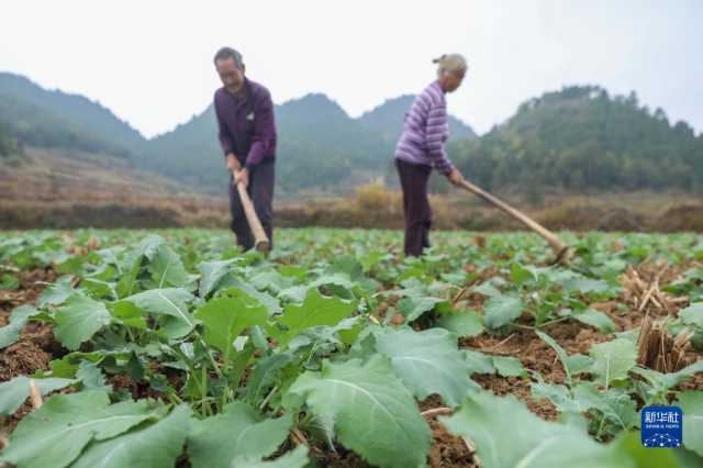 小雪近 农事忙 小雪近 农事忙