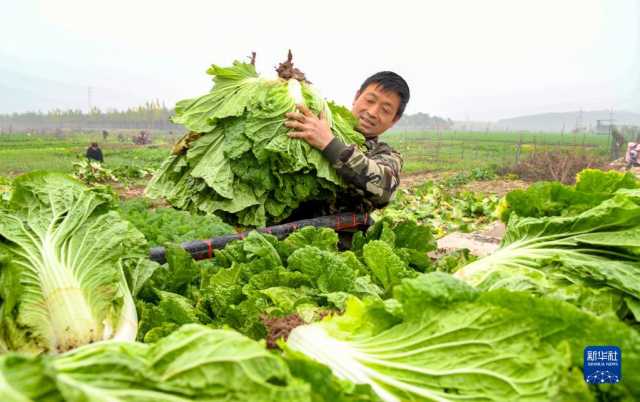 小雪近 农事忙 小雪近 农事忙