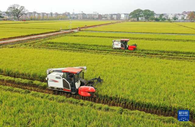 小雪近 农事忙 小雪近 农事忙