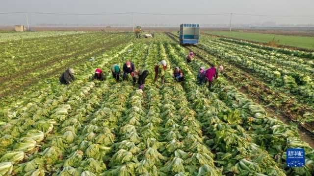小雪近 农事忙 小雪近 农事忙