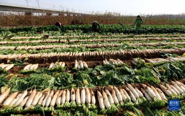 小雪近 农事忙 小雪近 农事忙