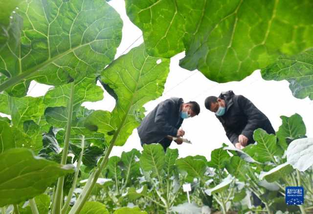 小雪近 农事忙 小雪近 农事忙