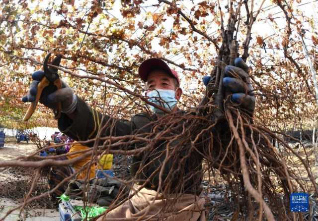小雪近 农事忙 小雪近 农事忙