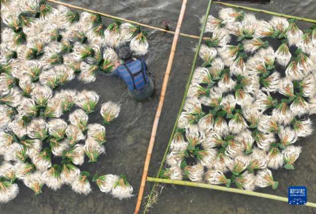 小雪近 农事忙 小雪近 农事忙