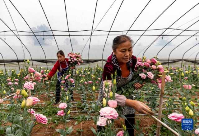 小雪近 农事忙 小雪近 农事忙