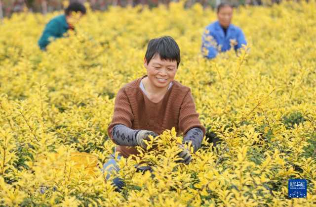 小雪近 农事忙 小雪近 农事忙