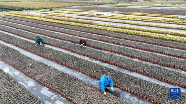 小雪近 农事忙 小雪近 农事忙
