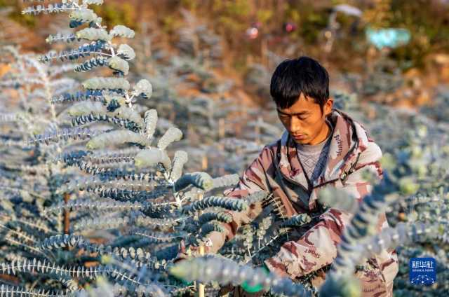 小雪近 农事忙 小雪近 农事忙