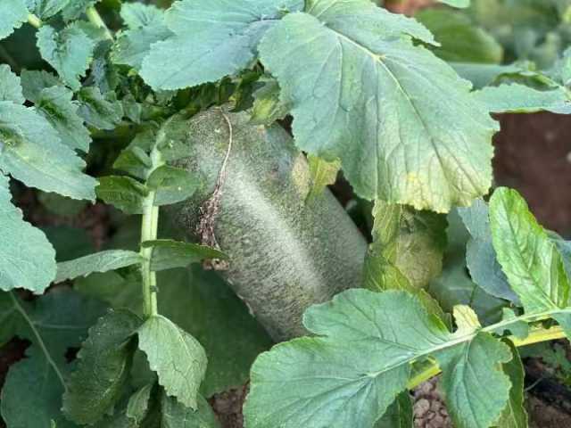 “叆河青萝卜”：油沙地里挖出的“香饽饽”