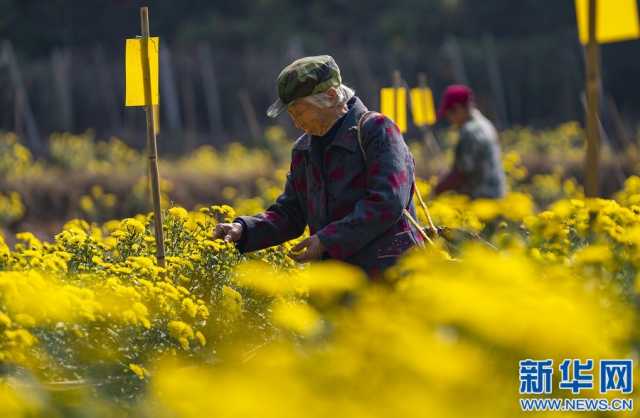 江西新余：皇菊丰收时 遍地“黄金花”