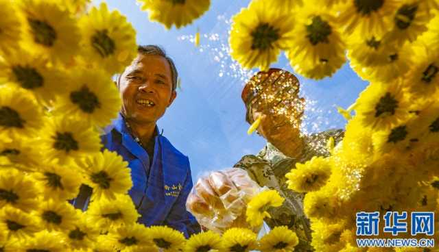 江西新余：皇菊丰收时 遍地“黄金花”